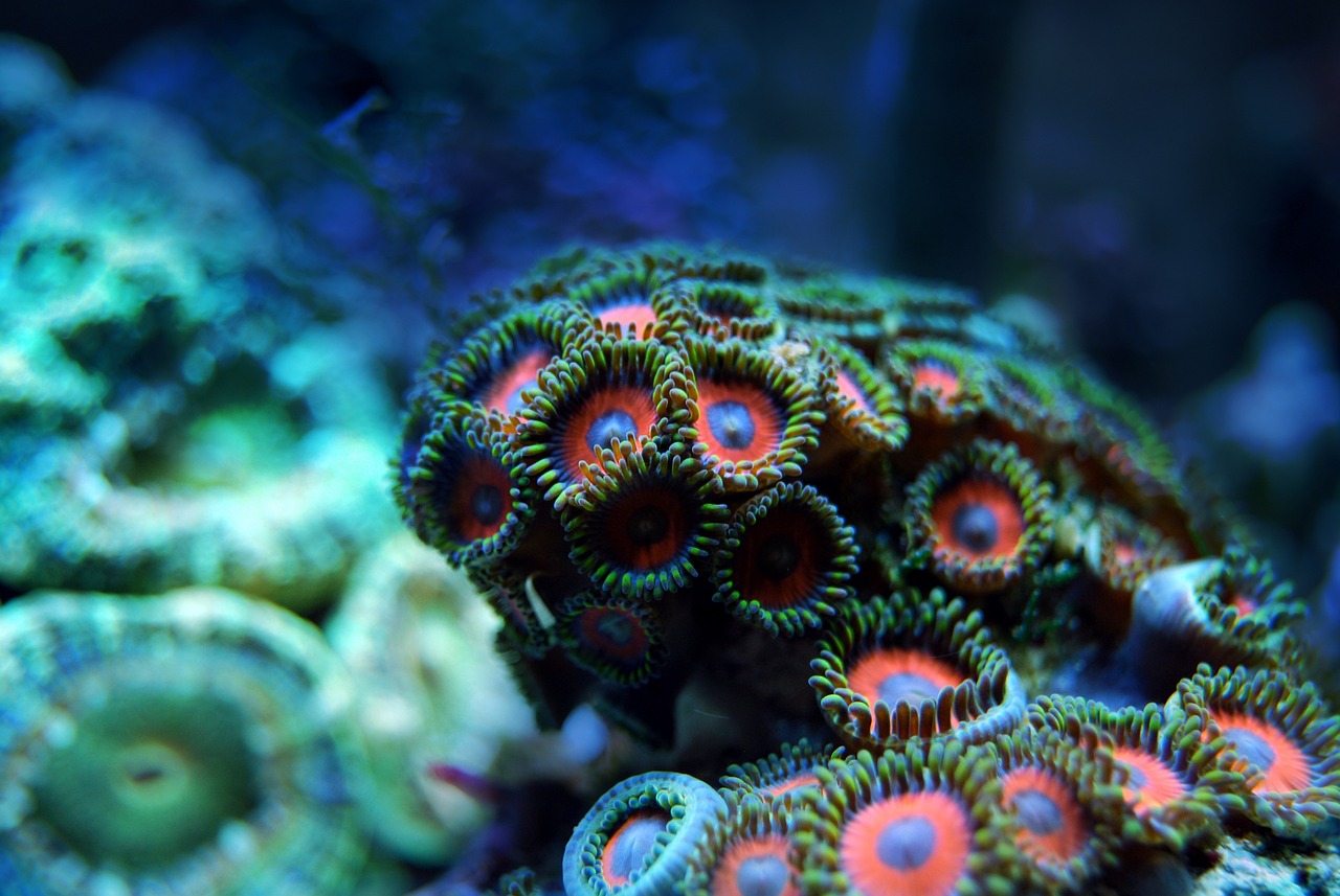 Coral reefs are an interesting underwater ecosystem. But, the colourful corals look bleached and dull