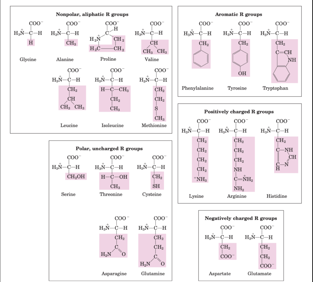 Amino acid classification based on the polarity of side chains