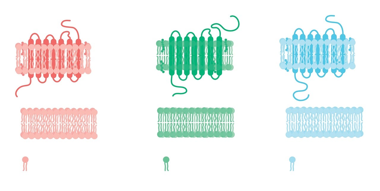 Due to the structure of fatty acids, they can form micelles and bilayers