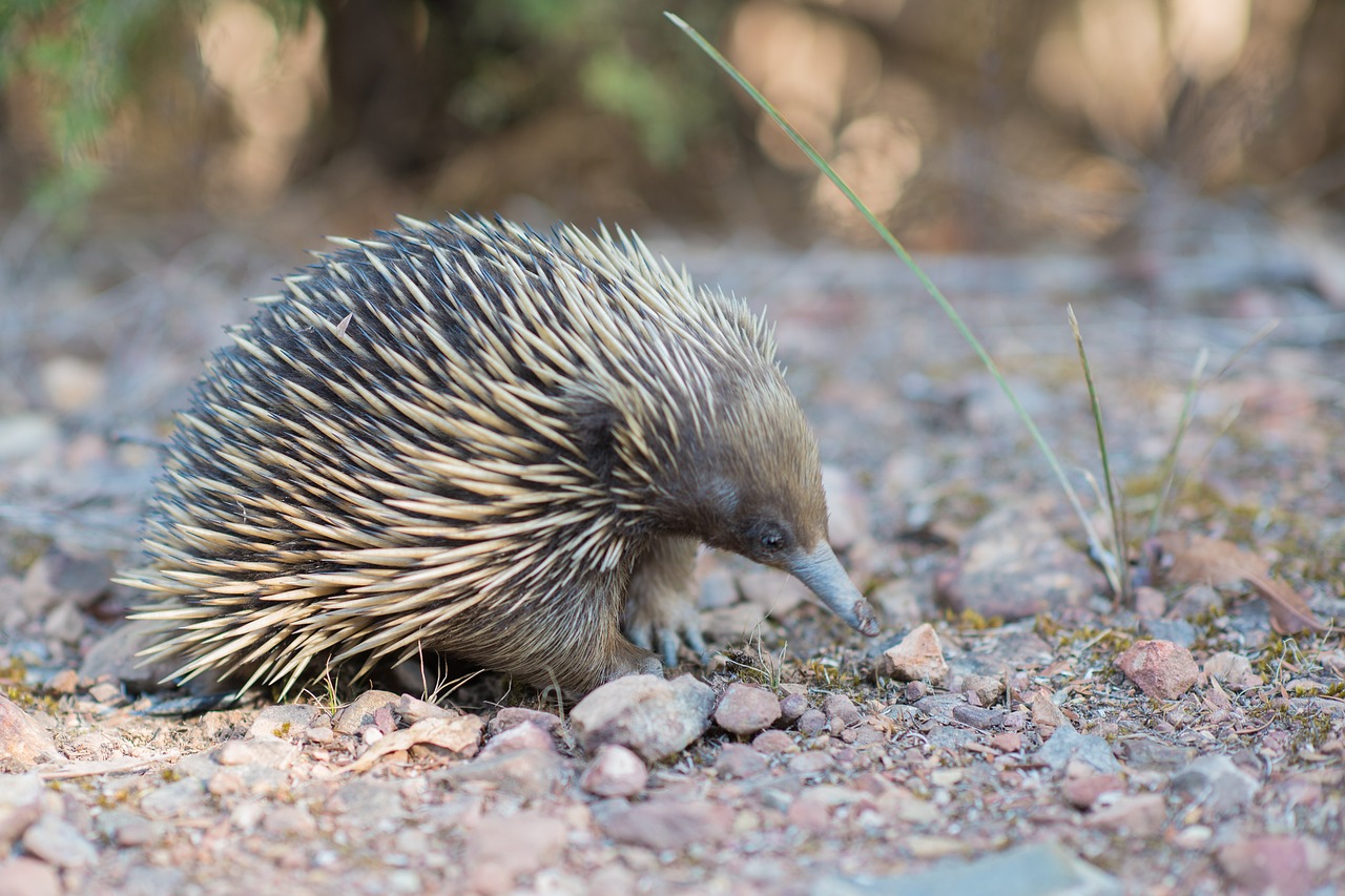 newly rediscovered egg laying mammal