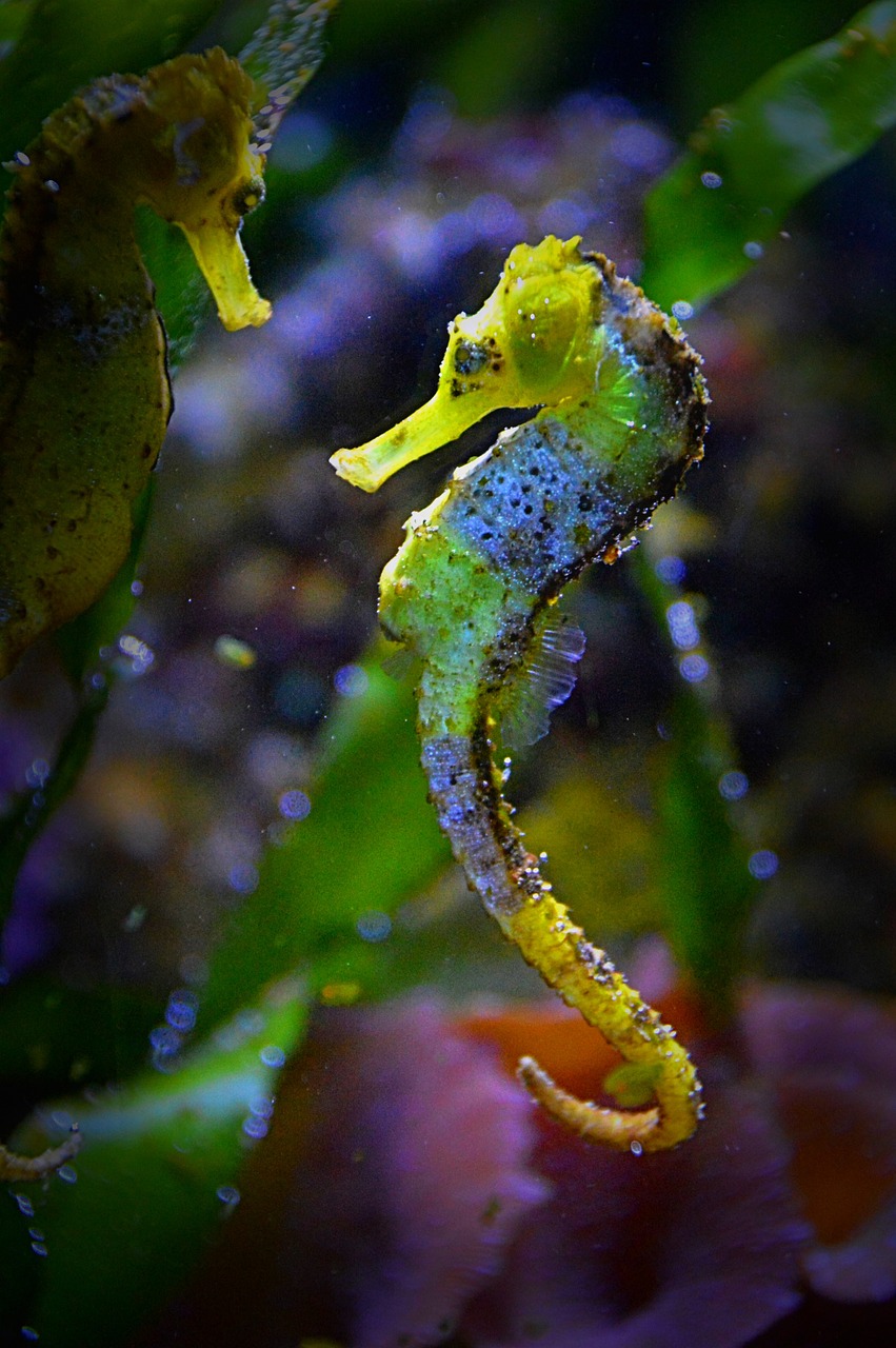 Seahorses