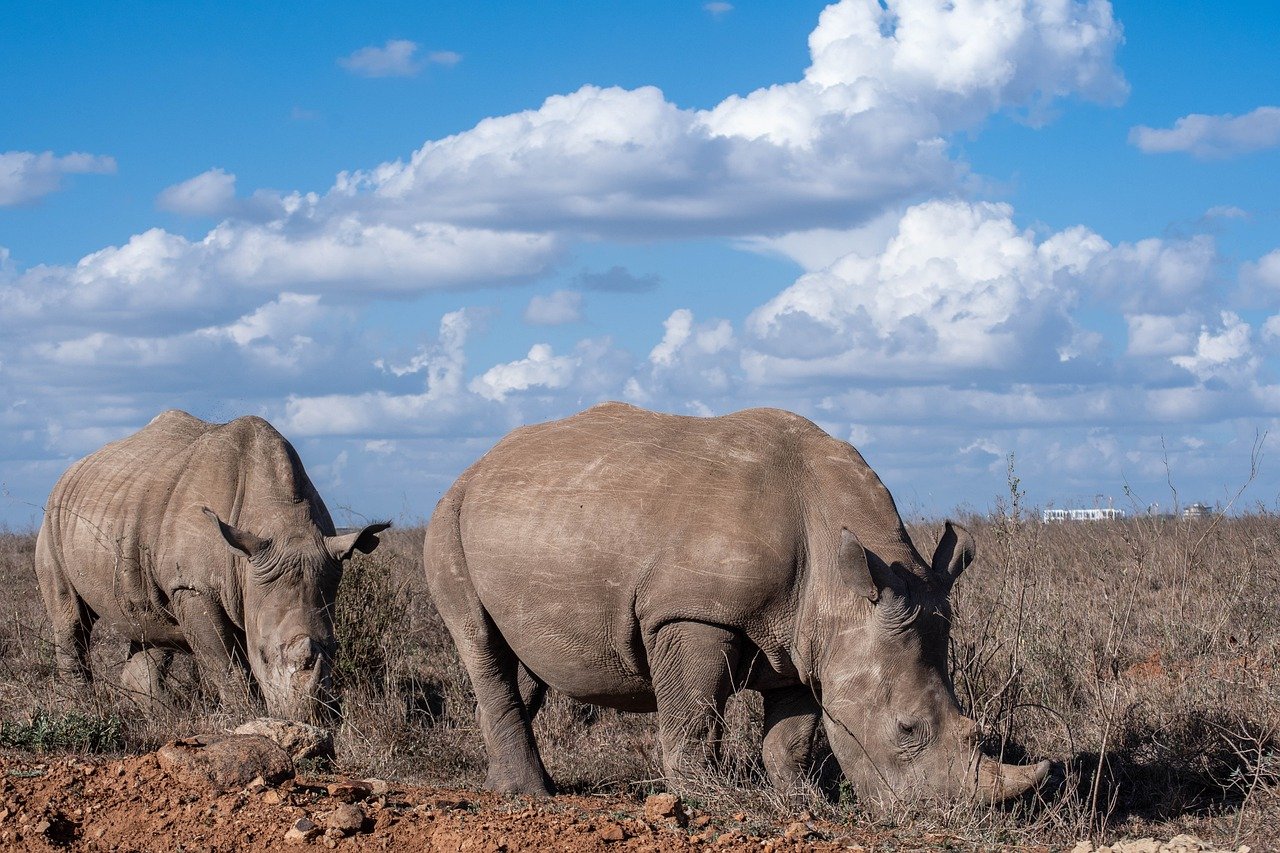 Northern White Rhino