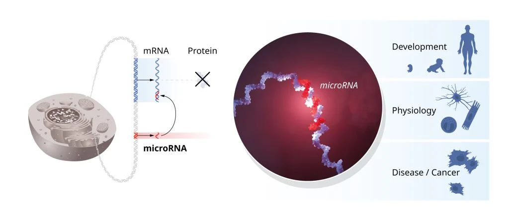 gene regulation using miRNA