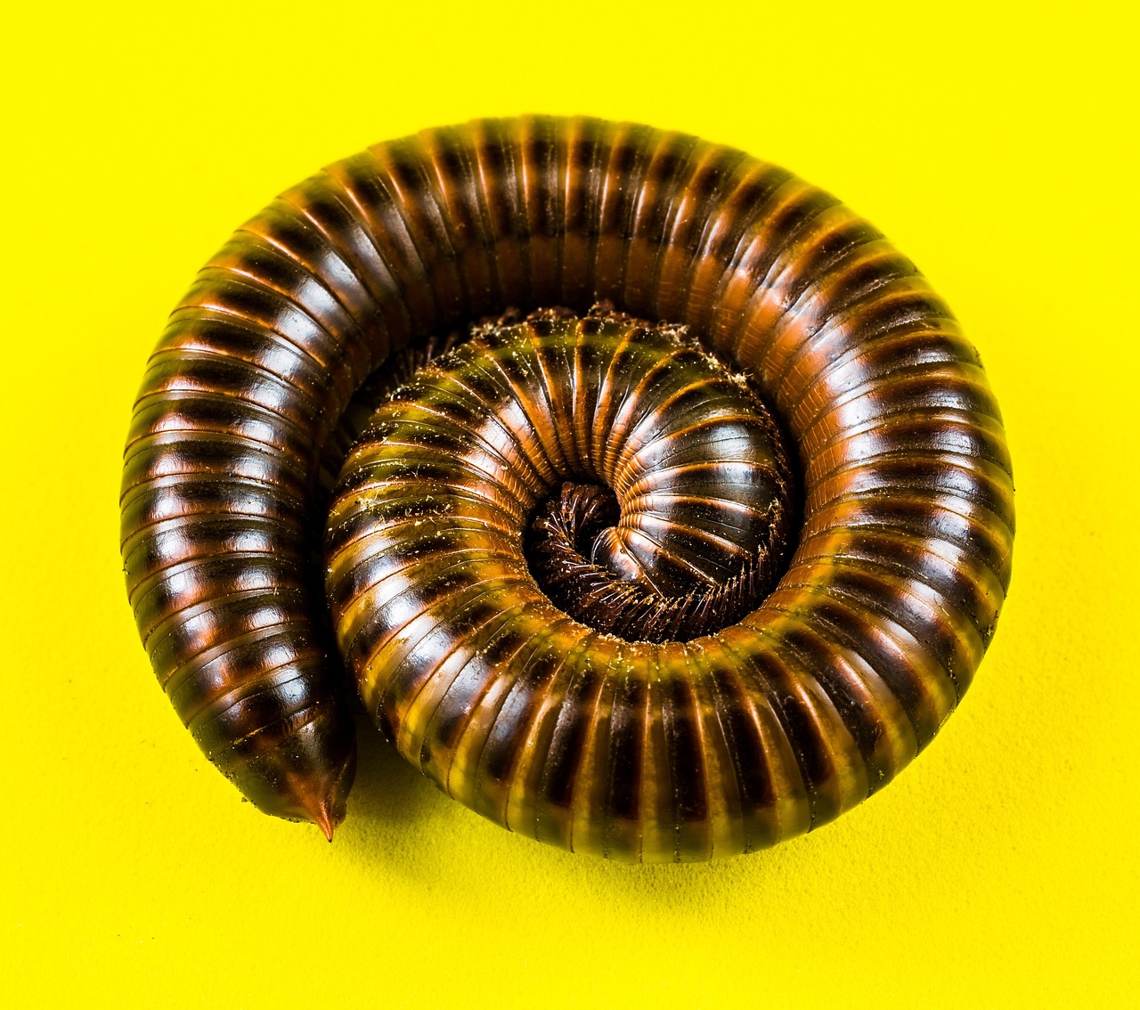 millipede
